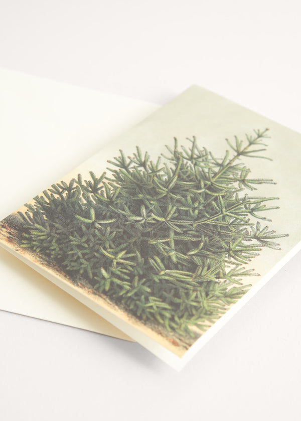 Greeting card with Christmas Tree illustration