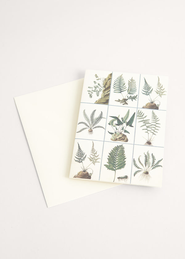 Greeting card with fern illustration